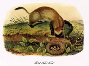 Audubon: Black-Tailed Ferret