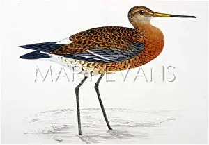 Godwit: BLACK-TAILED GODWIT