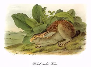 Crouches: Black-Tailed Hare