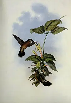Hovers: Black-Tailed Hermit, Glaucis Melanura