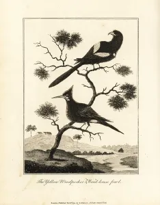 Stedman: Black-tailed trogon and chestnut woodpecker