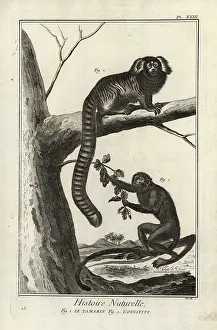 Antonio Baratti: Black tamarin and marmoset