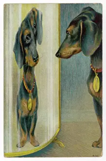 Distorting: BLACK AND TAN DACHSHUND