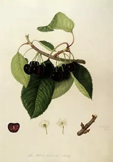 Linnaeus: Black Tartarian Cherries