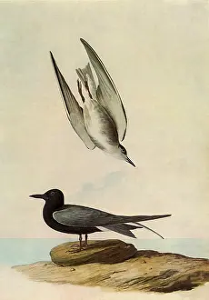 Dives: Black Tern