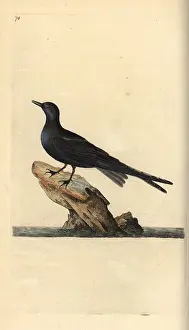 Chlidonias: Black tern, Chlidonias niger