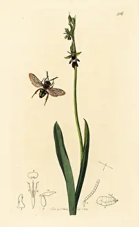 John Curtis: Black-thighed epeolus cuckoo bee and fly orchid
