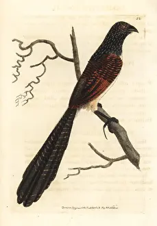 Elford: Black-throated coucal, Centropus leucogaster