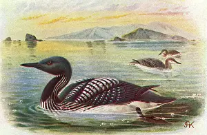 Gavia: Black-throated Diver (Gavia arctica)