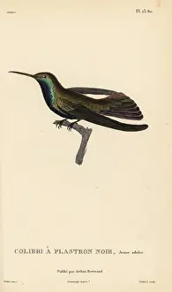 Colibri: Black-throated mango, Anthracothorax nigricollis. Juvenile