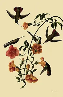 Anthracothorax: Black-Throated Mangoes