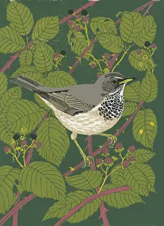 Linocut: Black-throated thrush