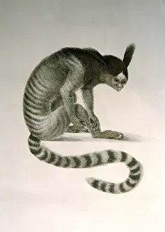 Tufted: black-tufted marmoset