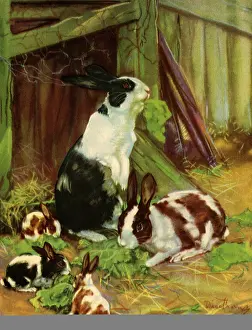 Turkeys: Black Turkeys