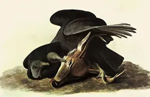 Atratus: Black Vultures