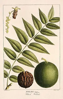 Nigra: Black Walnut