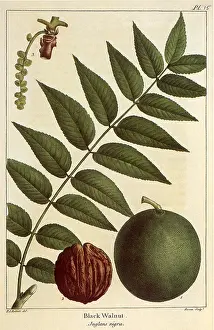 Nigra: Black Walnut, Juglans nigra