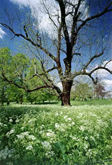 Parkland: Black Walnut tree and Cow Parsley