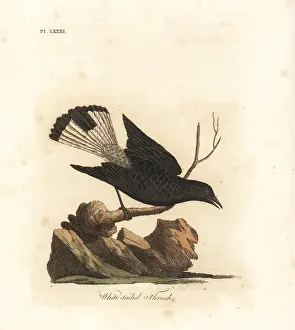 Leucurus: Black wheatear, Oenanthe leucura