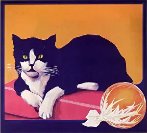 Cellophane: Black and White Cat