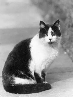 Handsome: BLACK AND WHITE CAT