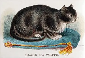 Shorthaired: BLACK AND WHITE CAT