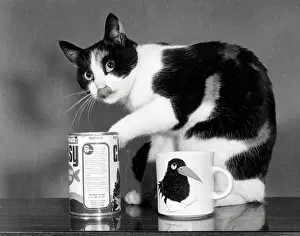 Checking: A black and white cat checking the cat food