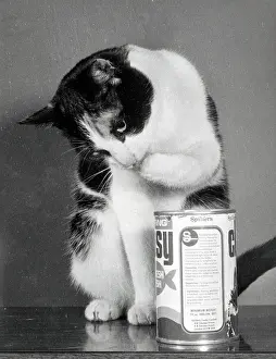 Checking: A black and white cat checking the cat food
