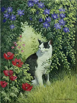 Clematis: Black & White Cat with Clematis and Poppies