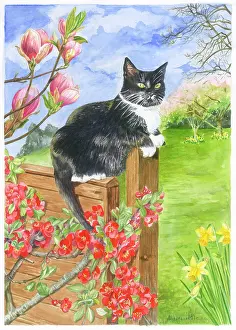 Magnolia: Black & white cat on a fence in a garden