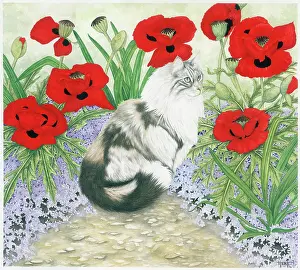 Cleo: Black and white cat in garden with poppies