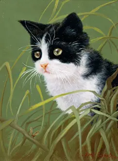 Denby: Black and White Cat in Grass