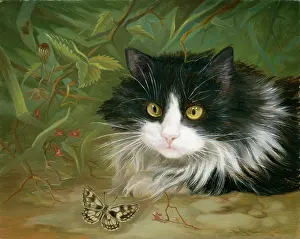 Denby: Black and White Cat Staring out a Butterfly