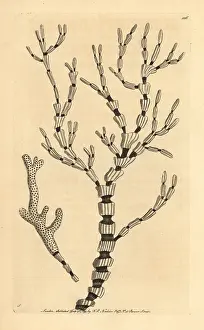 Hippuris: Black and white coral, Isis hippuris
