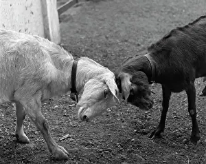 One Black & One White Goat Butting