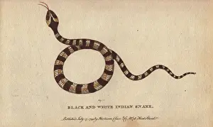 Naturalists: Black and white indian snake