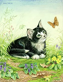 Racey: Black and white kitten looking at a butterfly