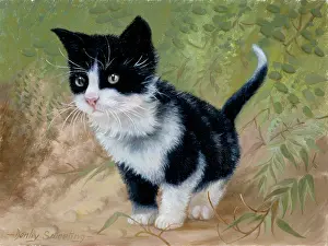 Denby: Black and White Kitten Standing