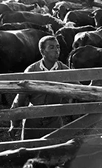 Zanu: Black and white photo of labour in cattle pen