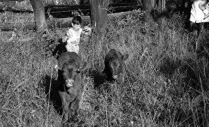 Zanu: Black and white photo of nanny watching cattle