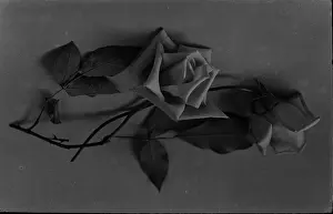 Delicate: Black and White Rose Arrangement