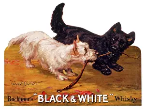 Showcard: Black & White terriers, Buchanan's Whisky