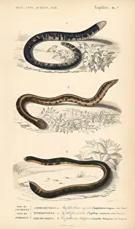 Dorbigny: Black and white worm lizard, blind snake and