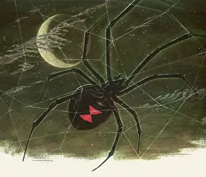 Arthropods: Black Widow Spider