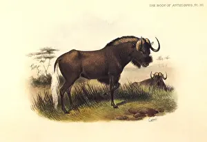 Wildebeest: Black Wildebeest