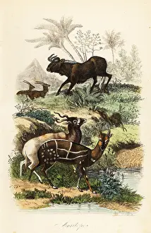 Addax: Black wildebeest, addax and harnessed bushbuck