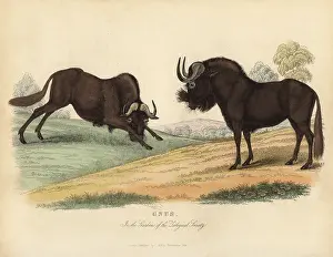 Smellie: Black wildebeest, Connochaetes gnou