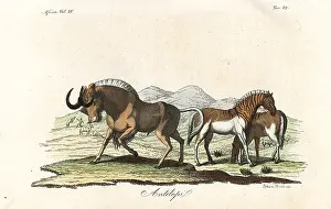 Quagga: Black wildebeest and extinct quagga
