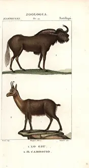 Giarrè: Black wildebeest or gnu, Connochaetes gnou