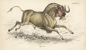 Connochaetes: Black wildebeest or white-tailed gnu, Connochaetes gnou